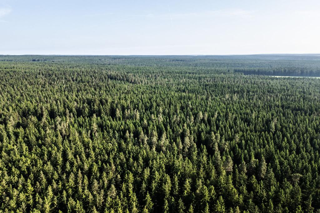 Der Wald in Deutschland bleibt laut einem neuen Bericht unter «Dauerstress». (Archivbild) - Foto: Silas Stein/dpa