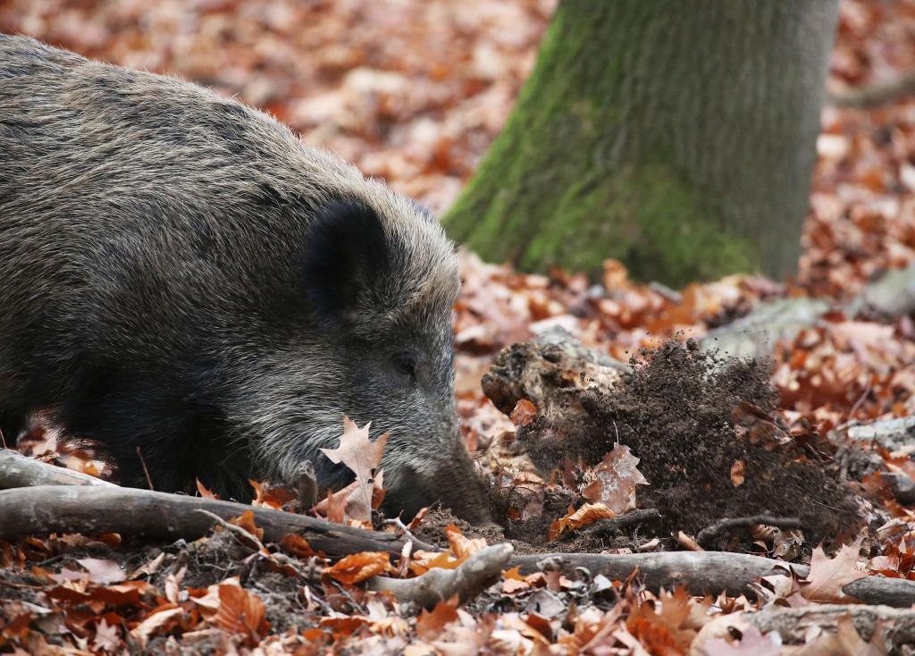 Ein Jäger hat in NRW ein totes Wildschwein gefunden, bei dem der Verdacht auf die Afrikanische Schweinepest (ASP) bestätigt wurde. (Archivbild) - Foto: Oliver Berg/dpa