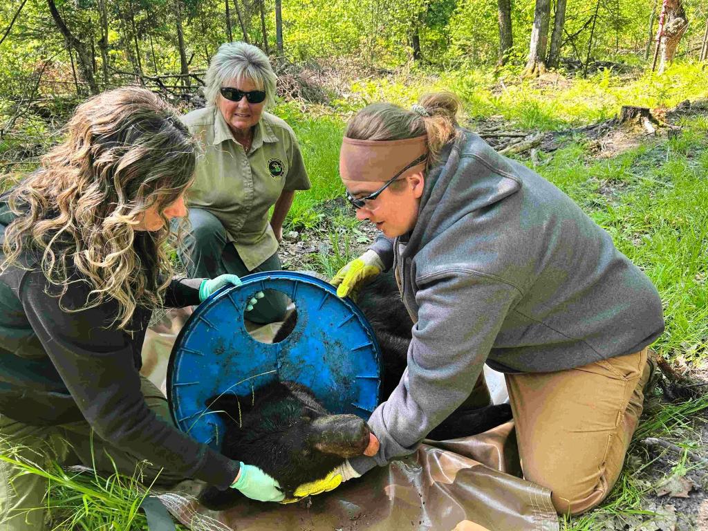 Wie genau der Deckel an den Hals des Bären geriet, sei unklar, teilte die Naturschutzbehörde mit. - Foto: Uncredited/Michigan Department of Natural Resources/AP/dpa