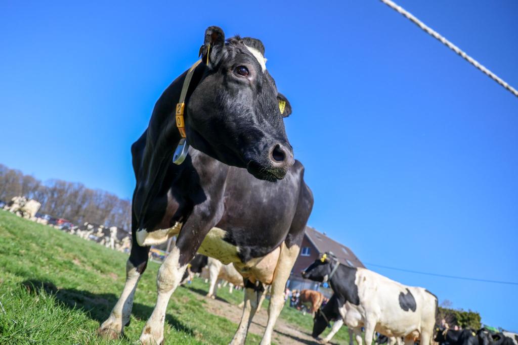 Aus einem Betrieb in Mecklenburg-Vorpommern wurde Bullensperma gestohlen. (Symbolbild) - Foto: Christoph Reichwein/dpa