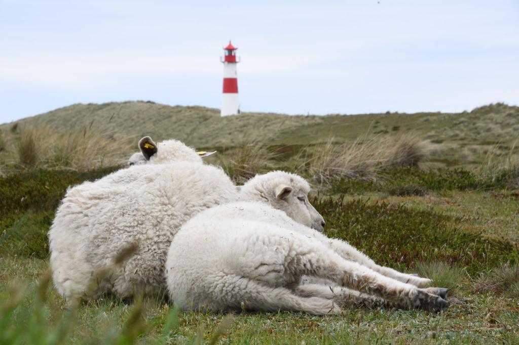 Der Goldschakal, der auf Sylt Dutzende Lämmer gerissen hat, darf wieder gejagt werden (Archivbild). - Foto: Lea Sarah Albert/dpa