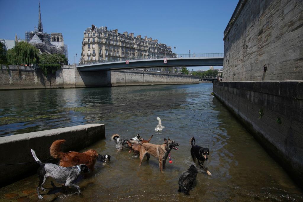 Sind das schon die Hundstag? Hunde baden in der Seine, während die Temperatur in Paris auf bis zu 32 Grad Celsius ansteigt. - Foto: Christophe Ena/AP/dpa