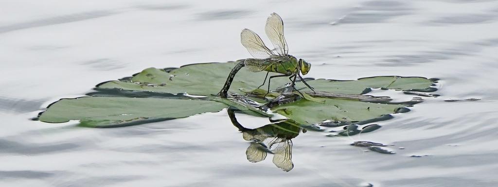 Für Insekten sind Pyrethroide, die unter anderem in Pflanzenschutzmitteln stecken, besonders gefährlich. (Archivbild) - Foto: Niall Carson/PA Wire/dpa