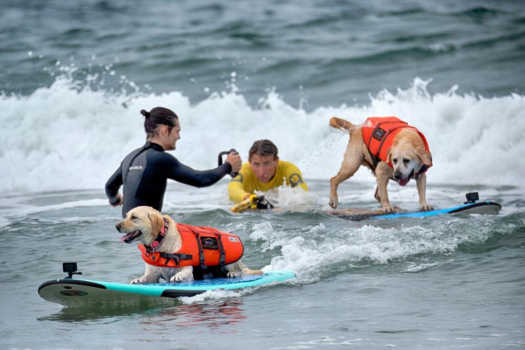 Auch Hunde können sich fürs Surfen begeistern - aber Schwimmwesten sind Pflicht. - Foto: Richard Vogel/AP/dpa