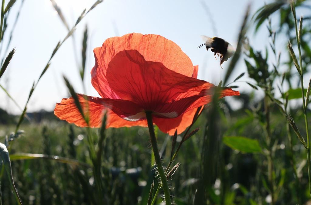 Pünktlich zum kalendarischen Sommeranfang an diesem Samstag steht Deutschland ein heißes Wochenende bevor. - Foto: Sebastian Willnow/dpa