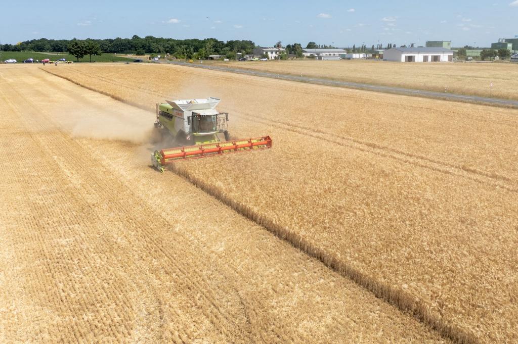 Die Landwirte hoffen nach einem trockenen Frühjahr auf eine durchschnittliche Ernte. (Archivbild) - Foto: Sebastian Kahnert/dpa