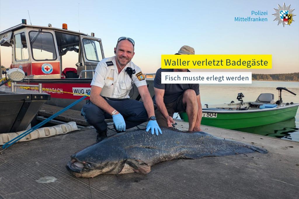 Die Polizei hat ein Foto des erlegten Riesenwels veröffentlicht. - Foto: -/Polizei Mittelfranken/dpa