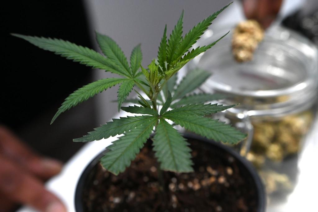 Ob frisch oder getrocknet: Cannabis stand im Mittelpunkt der Messe Mary Jane. (Archivbild) - Foto: Michael Brandt/dpa
