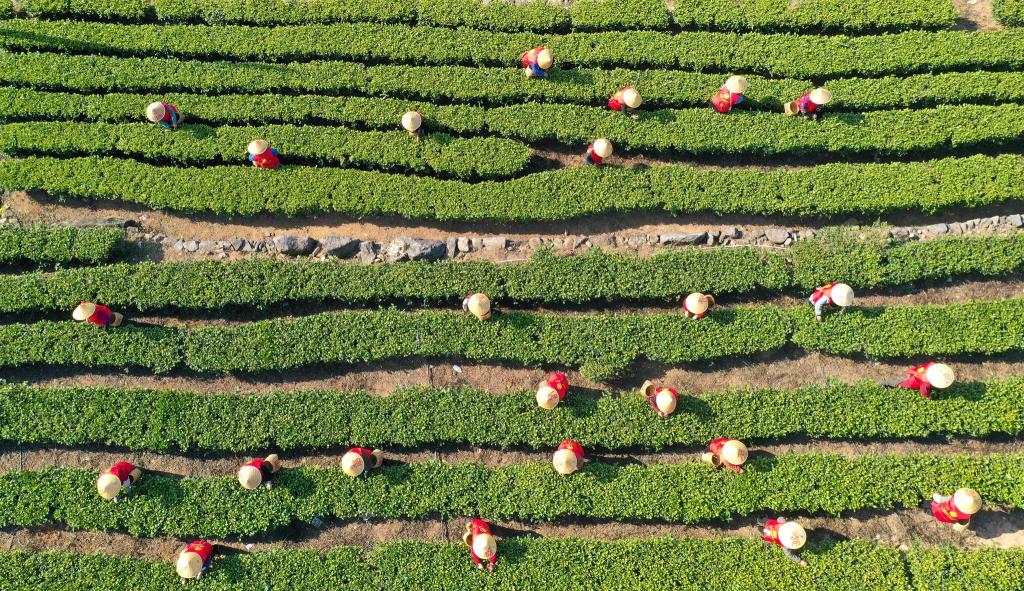 China hat im vergangenen Jahr rund 3,74 Millionen Tonnen Tee geerntet. (Archivbild) - Foto: Duan Junli/XinHua/dpa