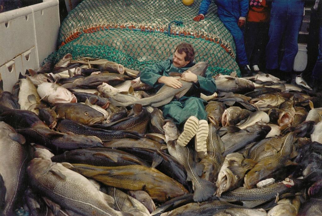 Die Dorsche in der Ostsee waren einst wesentlich größer. - Foto: Jesper Bay Of The Danish/Danish Institute for Fisheries and Marine Research/dpa