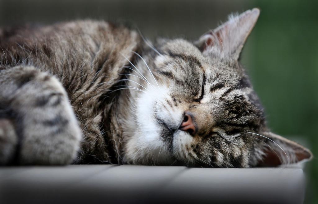 Katzen schlummern einer Studie zufolge am liebsten auf der linken Seite liegend. (Archivbild) - Foto: picture alliance / dpa
