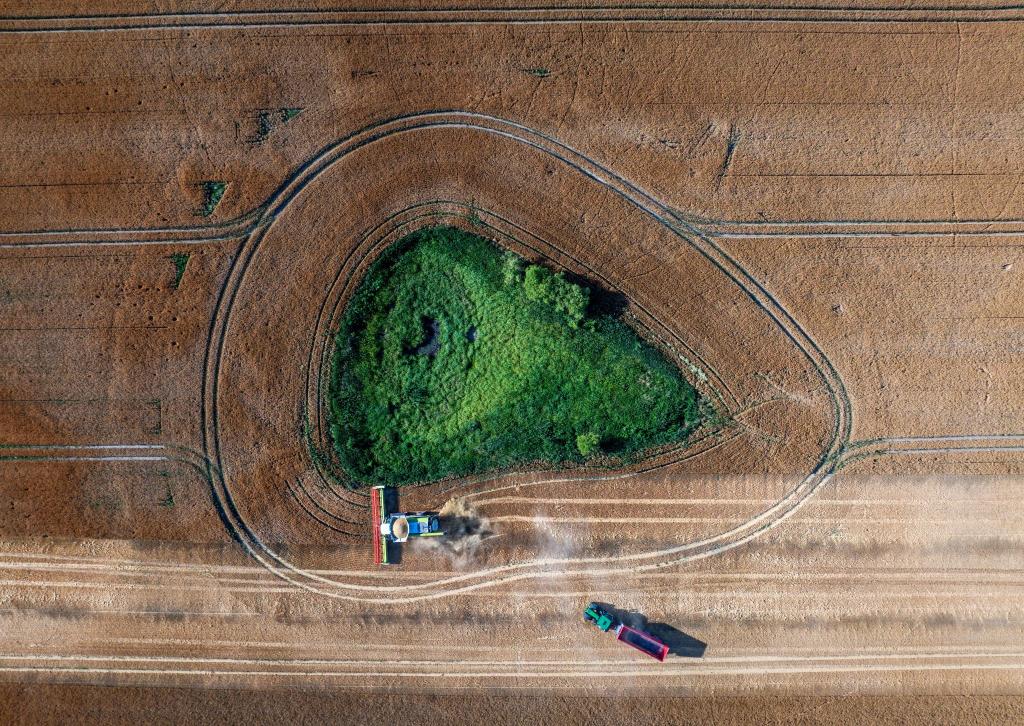 Ein Mähdrescher fährt am Abend über ein Gerstenfeld in Rosenow und wird von einem Traktor mit einen Erntewagen begleitet. - Foto: Jens Büttner/dpa