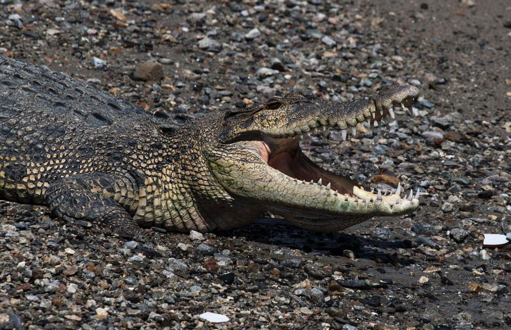 In keinem anderen Land der Erde werden so viele Menschen von Krokodilen angegriffen wie in Indonesien. (Symbolbild) - Foto: Muhammad Taufan/dpa