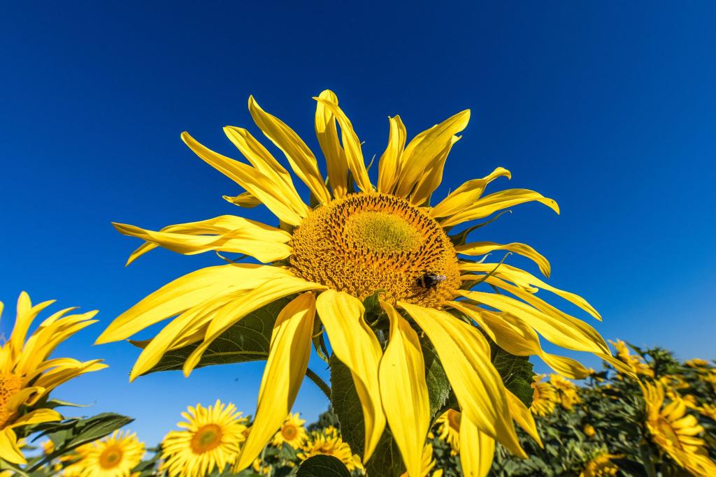 Eine Hummel sitzt in der Blüte einer Sonnenblume, die auf einem Feld in Leuthen blüht. - Foto: Frank Hammerschmidt/dpa