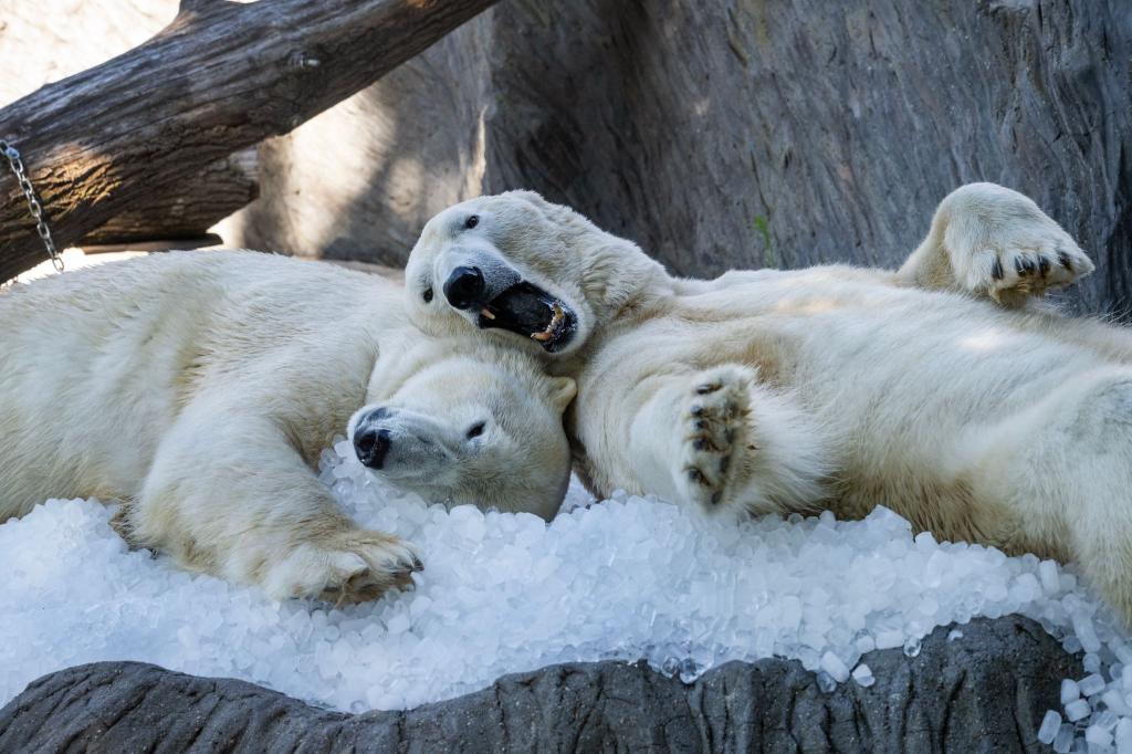 Die Eisbären im Prager Zoo kühlen sich mit Eiswürfel ab. - Foto: Øíhová Michaela/CTK/dpa