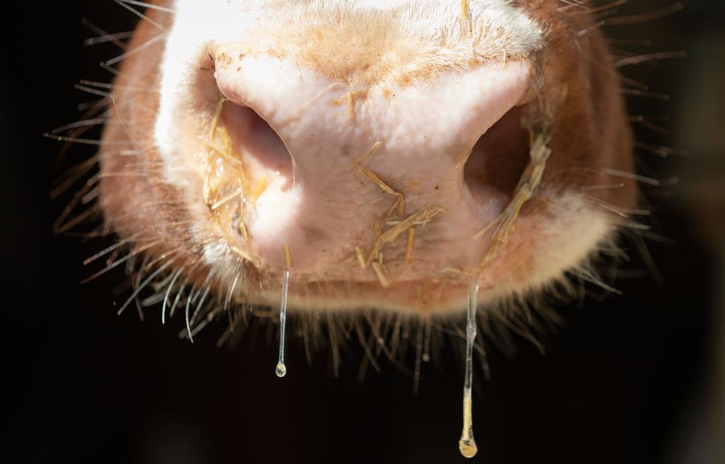 Auch in Deutschland besteht Sorge vor der Rinderkrankheit Lumpy Skin Disease. (Symbolbild) - Foto: Friso Gentsch/dpa