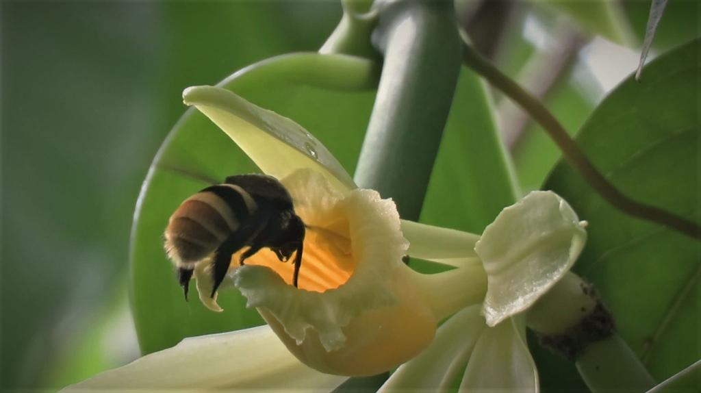 Bis 2050 könnten manche Vanillepflanzen mehr als die Hälfte ihrer natürlichen Lebensräume verlieren. - Foto: Charlotte Watteyn/Eurekalert/dpa