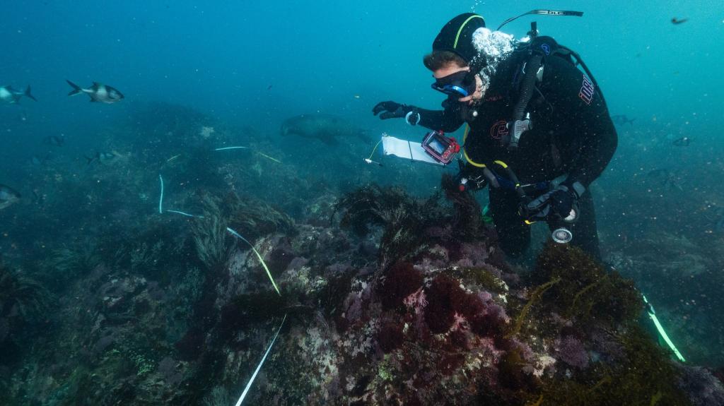 Die Algenblüte hat bereits Zehntausende Meeresbewohner das Leben gekostet. - Foto: Stefan Andrews/GREAT SOUTHERN REEF FOUNDATION/dpa