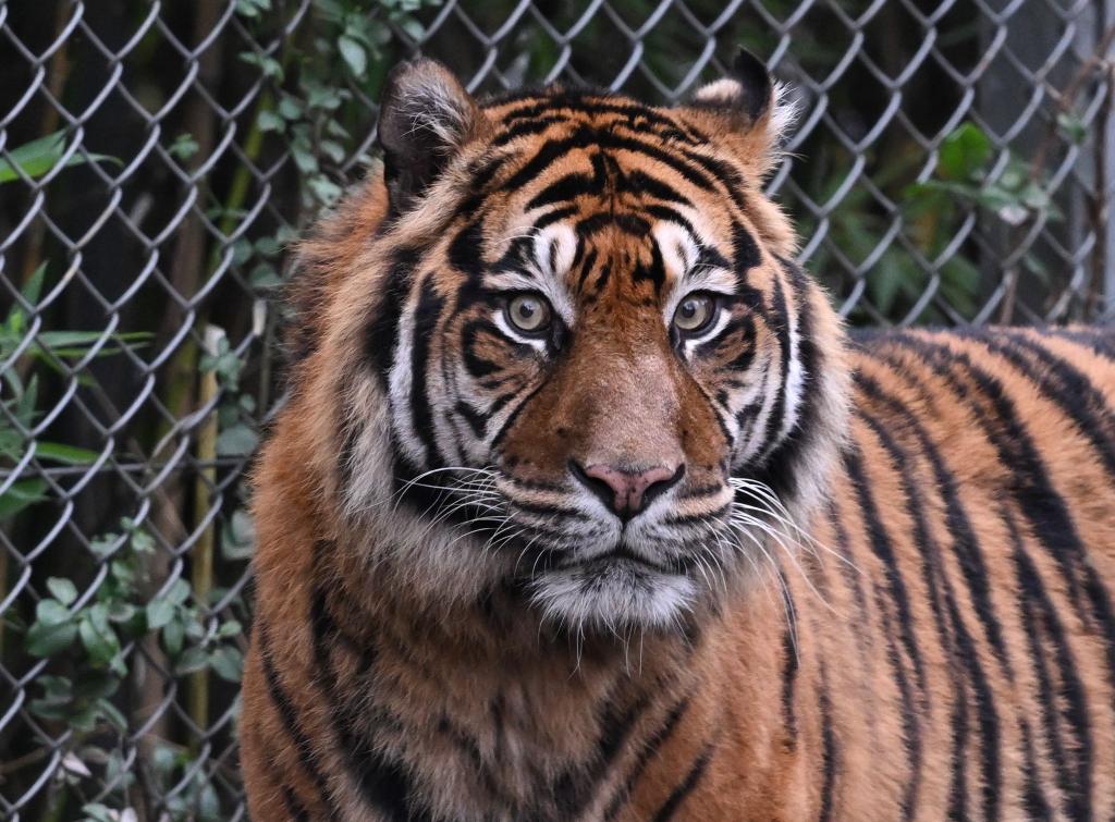 Sumatra-Tiger kommen nur auf der gleichnamigen Insel vor, aber es werden immer weniger. (Archivbild) - Foto: Arne Dedert/dpa