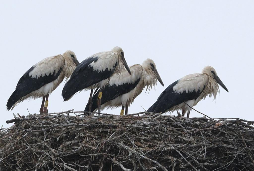 Schauer im Norden und Sonne im Süden zeigt die Wettervorhersage für Sonntag. - Foto: Sebastian Willnow/dpa