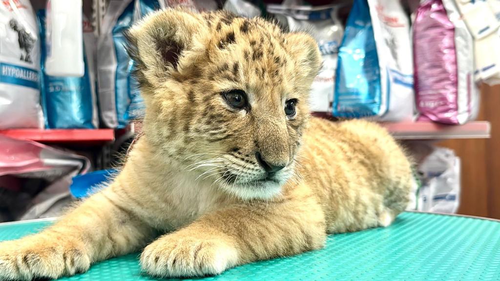 Das seltene Hybrid Liger - eine Kreuzung aus Löwe und Tiger - wurde Mitte Mai 2025 im Zoo von Zaharesti, nahe der Stadt Suceava, im Nordosten Rumäniens geboren. - Foto: Cosmin Romega/dpa