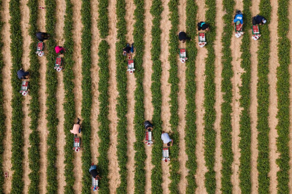 Erntehelfer pflücken auf einem Feld Erdbeeren. - Foto: Sebastian Kahnert/dpa