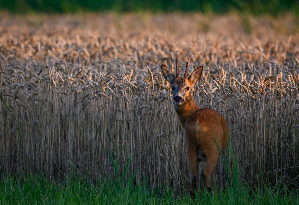 Ein Rehbock steht im letzten Tageslicht an einem Getreidefeld im Oderbruch im östlichen Brandenburg. - Foto: Patrick Pleul/dpa