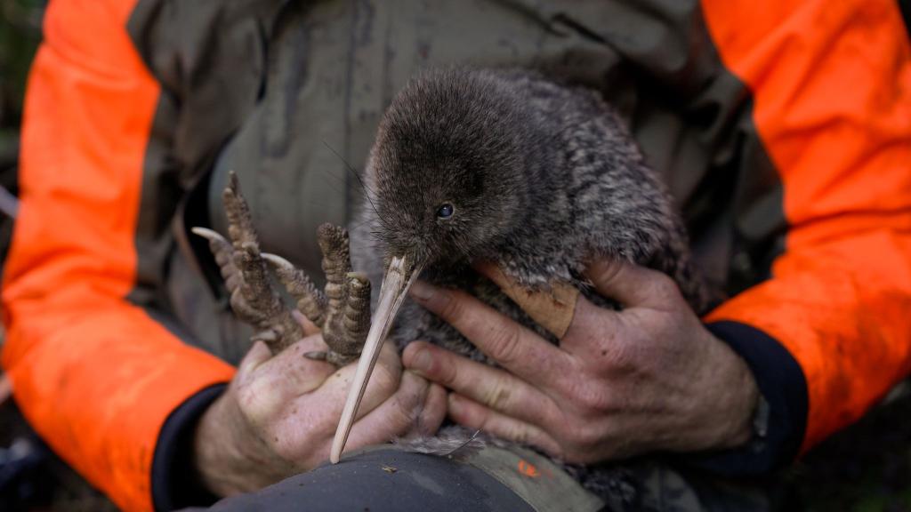 Die Entdeckung des Kiwi wird von Experten als Wunder gefeiert. - Foto: Lucy Holyoake/Department of Conservation/dpa