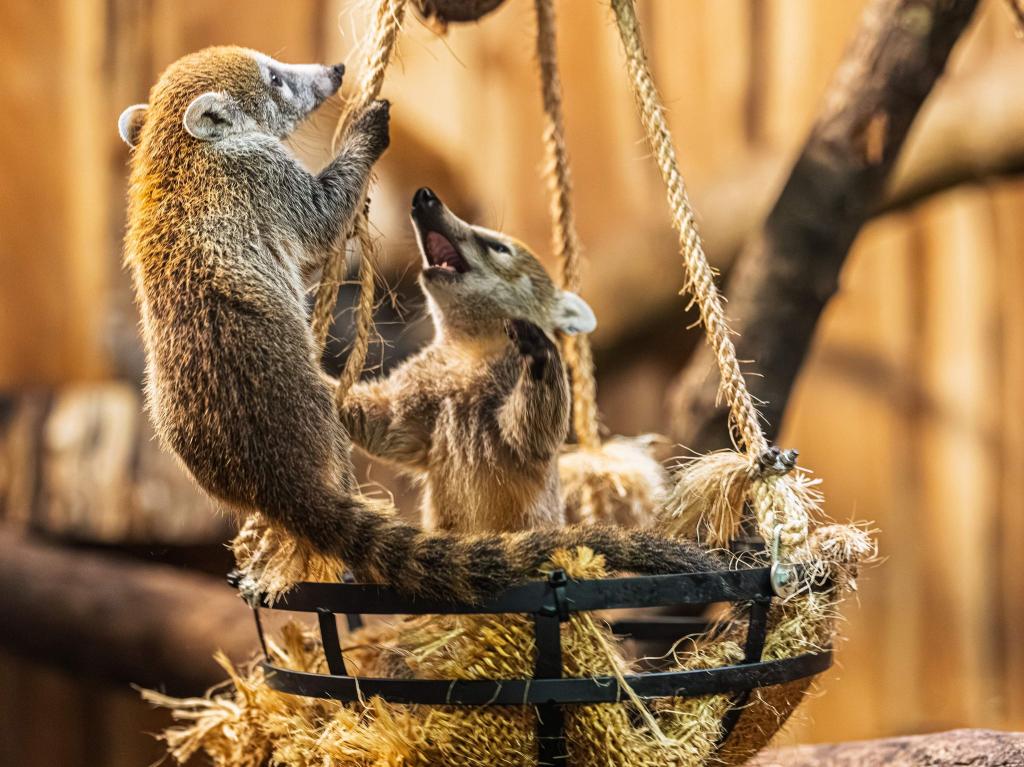 Drei kleine Bären mit weißer Schnauze sind jetzt für Zoobesucher zu sehen (Handout-Foto) - Foto: --/Archiv Opel-Zoo/dpa