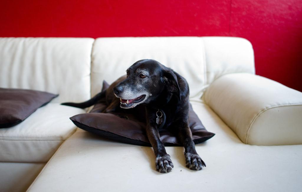 Hunde erleben das im Fernsehen Gezeigte aktiv mit. (Symbolfoto) - Foto: picture alliance / dpa