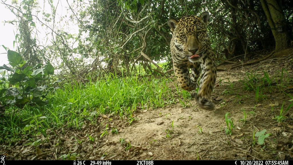 Die Jaguare wurden von Wildkameras abgelichtet. - Foto: ---/Global Change Biology/dpa