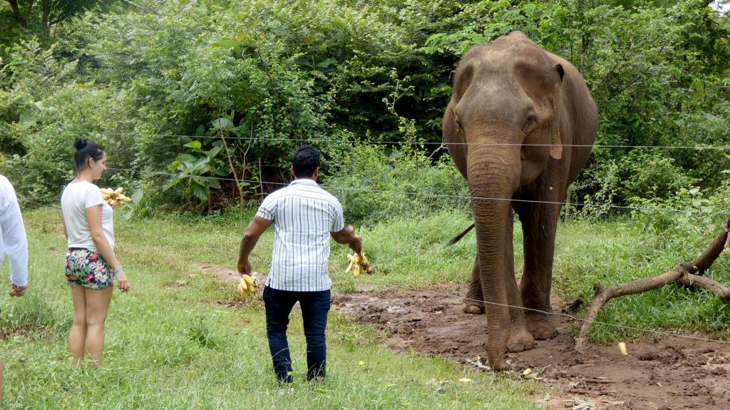 Laut einer Studie kann die Versorgung von wilden Elefanten mit Nahrung «Bettelverhalten» auslösen. (Archivbild) - Foto: -/Udawalawe Elephant Research Project/dpa