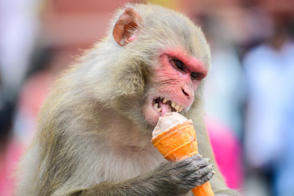 Erfrischung - Ein Affe genießt ein Eis in Kathmandu. - Foto: Safal Prakash Shrestha/ZUMA Press Wire/dpa