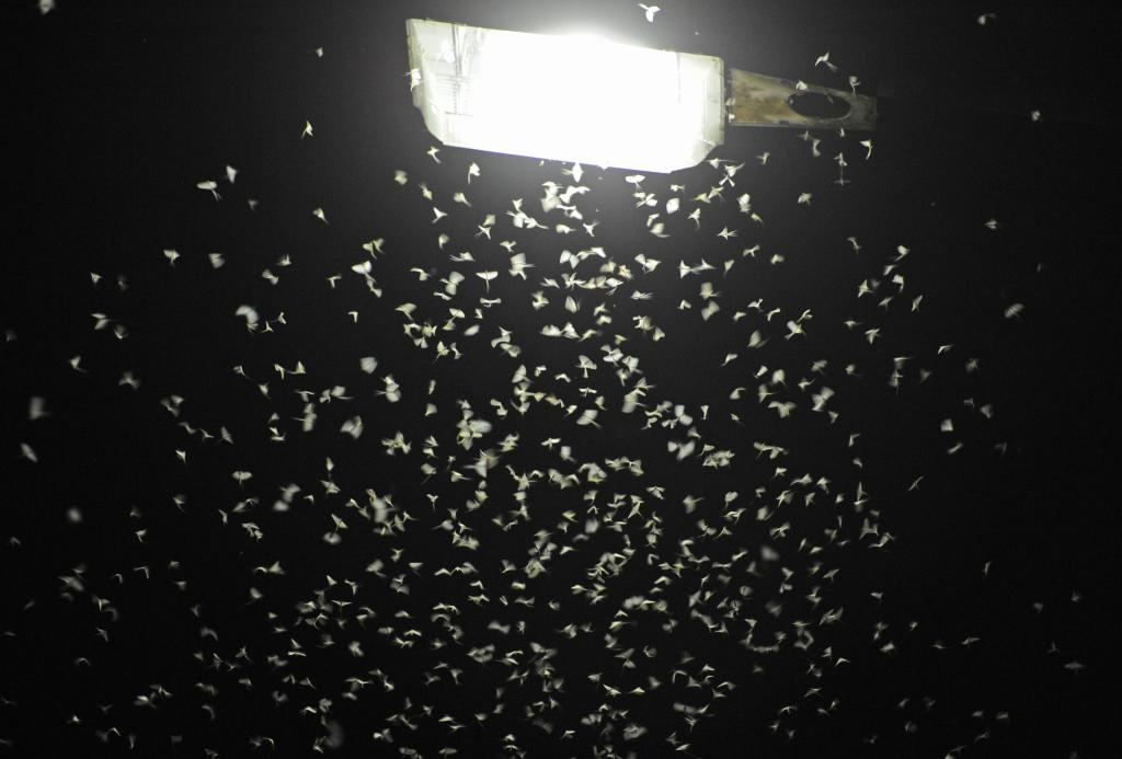 Das Licht von Straßenlaternen lockt Insekten an. (Archivbild) - Foto: Armin Weigel/dpa