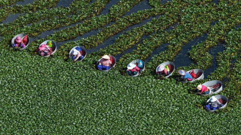 Bewohner von Huaian ernten in der ostchinesischen Provinz Jiangsu Wasserkastanien. - Foto: Yin Chao/XinHua/dpa
