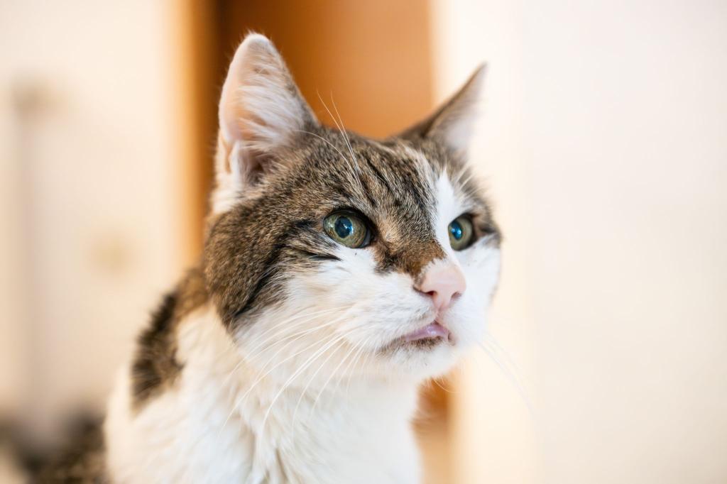 Katzen sollen auch in Amsterdam sicher wieder nach Hause kommen. (Symbolbild) - Foto: Silas Stein/dpa