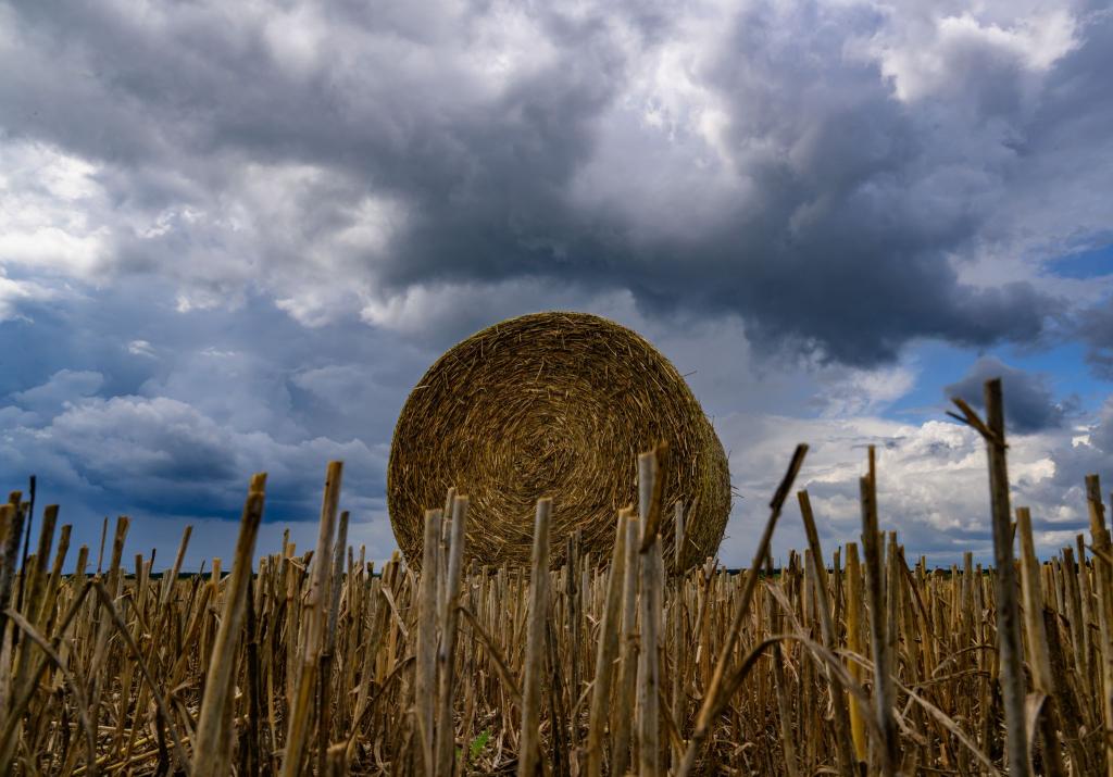 Volle Rolle: Eine Strohrolle liegt unter dunklen Wolken auf einem Feld im Landkreis Oder-Spree in Brandenburg. - Foto: Patrick Pleul/dpa