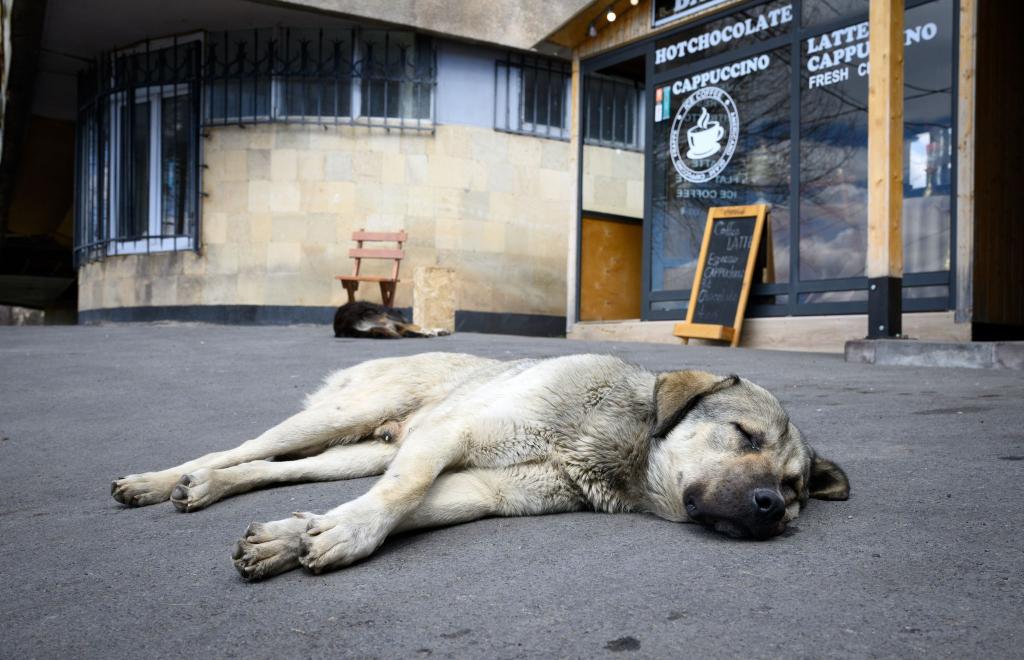 Straßenhunde sind oft gar nicht so unglücklich und allein, wie viele hierzulande meinen. (Archivbild) - Foto: Bernd von Jutrczenka/dpa