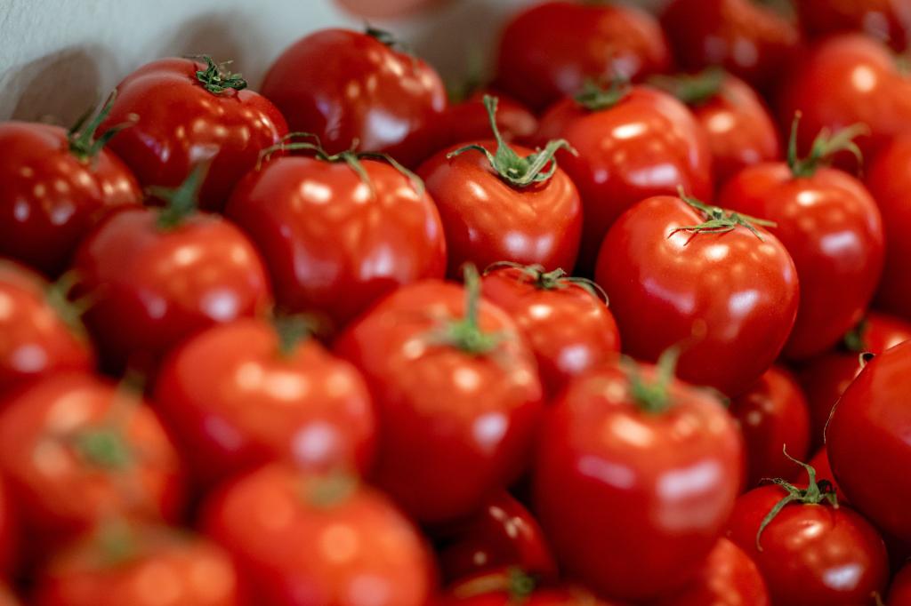 Tomaten sind nach Angaben des Bundesinformationszentrums Landwirtschaft das beliebteste Gemüse in Deutschland. - Foto: Fabian Sommer/dpa