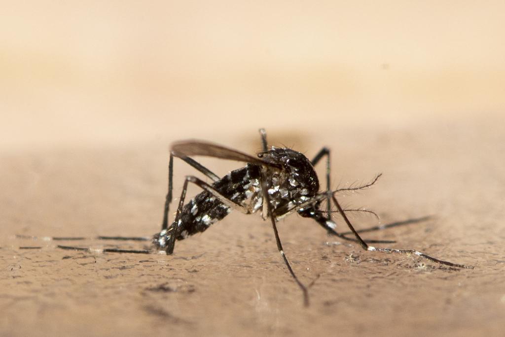 Das Chikungunya wird durch bestimmte Mücken übertragen. (Symbolbild) - Foto: Ennio Leanza/KEYSTONE/dpa