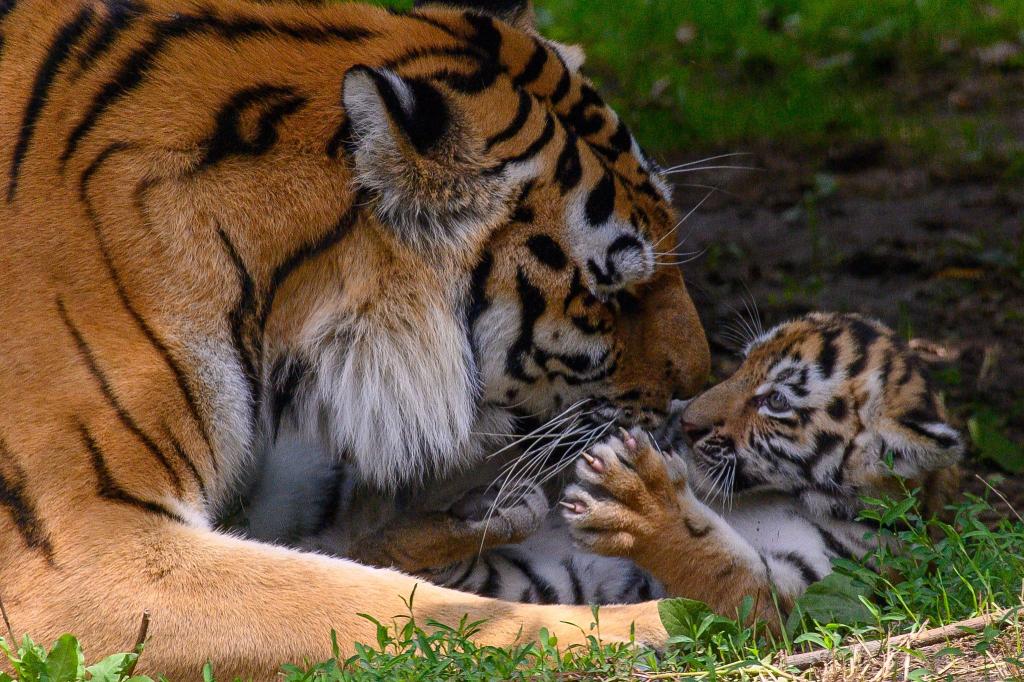 Tigermutter «Stormi» spielt im Zoo Magdeburg im Freigehege mit einem ihrer Jungtiere. Es ist eines von vier Tigerbabys. - Foto: Klaus-Dietmar Gabbert/dpa