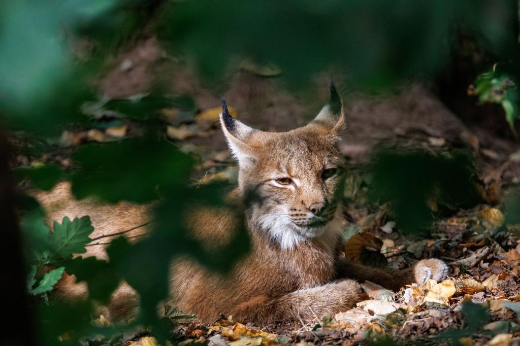 Luchse sind an ihren Pinselohren zu erkennen. (Symbolbild) - Foto: Daniel Karmann/dpa