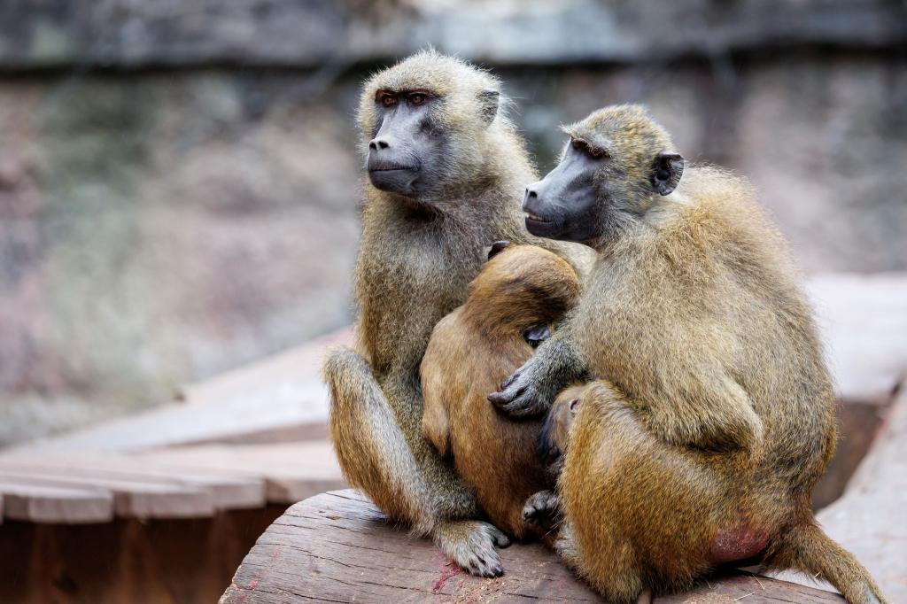 In dem Gehege leben laut dem Tiergarten mehr als 40 Paviane. Ausgelegt ist die Anlage für 25 Affen plus Jungtiere. (Archivbild) - Foto: Daniel Karmann/dpa