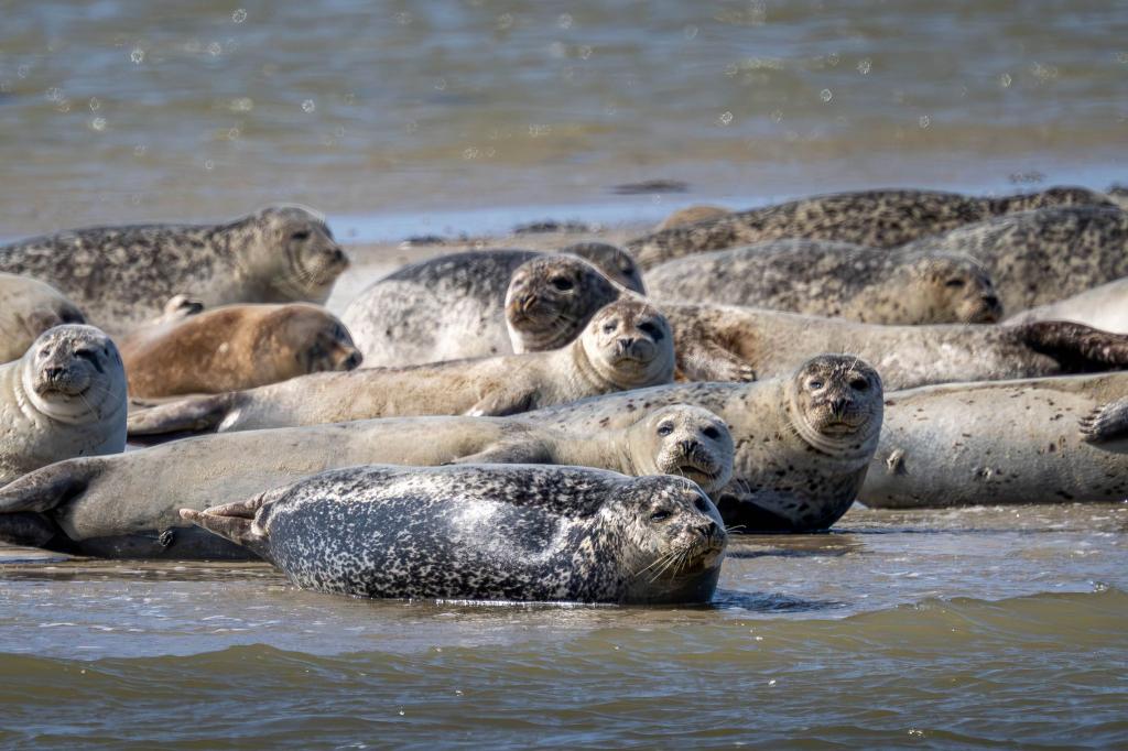 Seehunde brauchen etwa für die Aufzucht ihrer Jungtiere viel Ruhe und sollten nicht gestört werden. (Archivbild) - Foto: Sina Schuldt/dpa