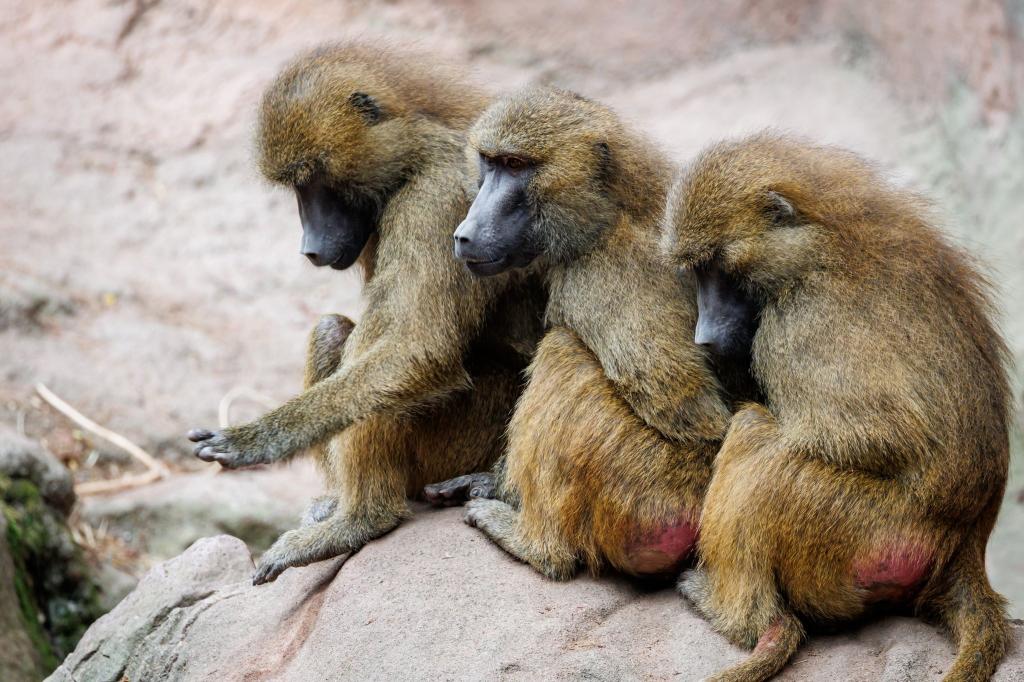 Der Tiergarten hat nun seine Pläne in die Tat umgesetzt - obwohl Tierschutz- und Tierrechtsorganisationen diese scharf kritisiert hatten. (Archivbild) - Foto: Daniel Karmann/dpa