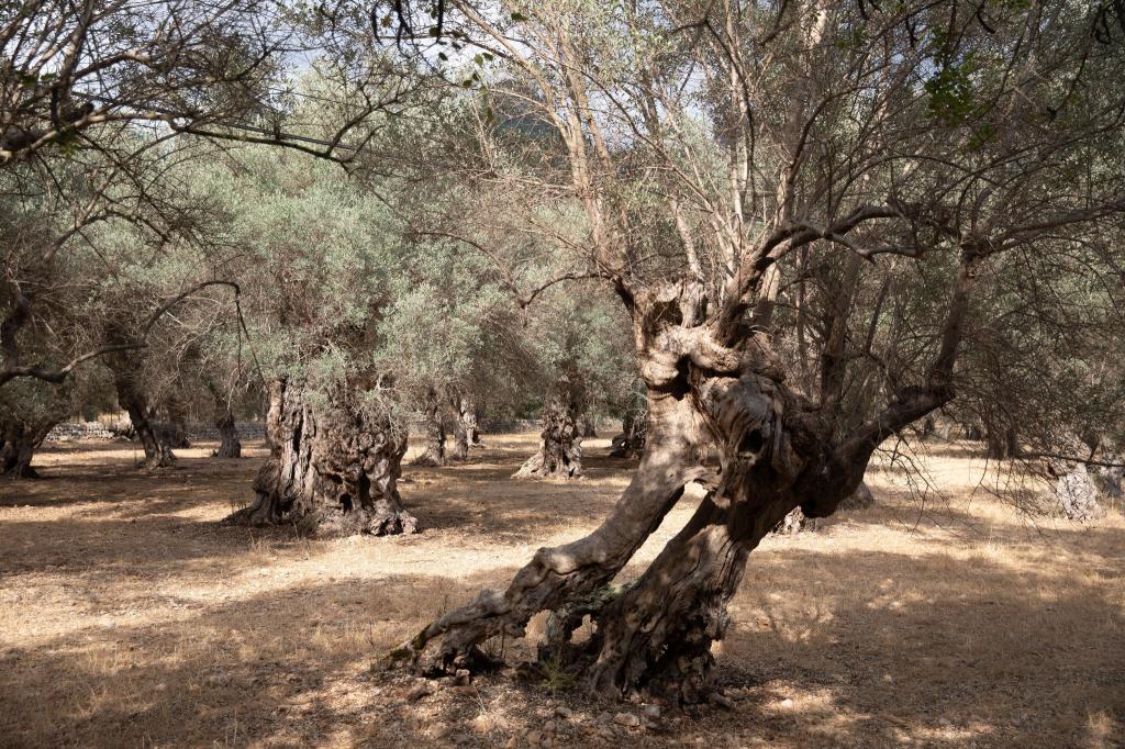 Wasserknappheit ist auf Mallorca vor allem in der Hochsaison kein neues Problem. - Foto: Clara Margais/dpa