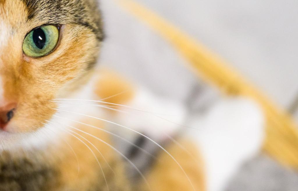 Katzenbesitzer sollen der Wissenschaft helfen: Mit Handyvideos ihrer Lieblinge. (Symbolbild) - Foto: Julian Stratenschulte/dpa