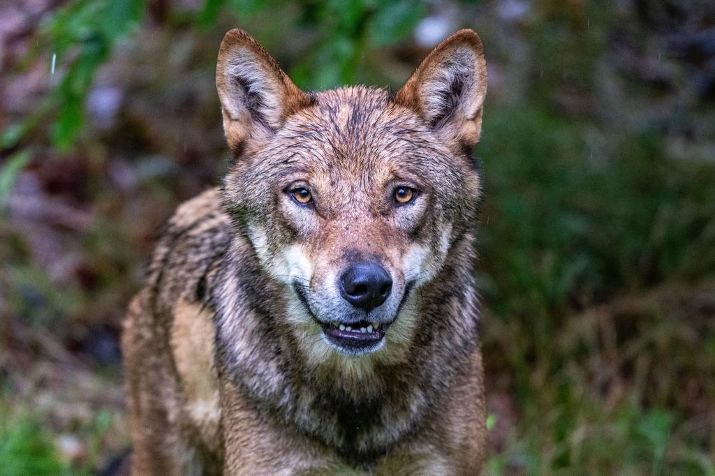 Ein zum Abschuss freigegebener Problemwolf hat in den Niederlanden nach Überzeugung der Behörden ein Kind angegriffen und weggeschleift (Symbolbild). - Foto: Armin Weigel/dpa