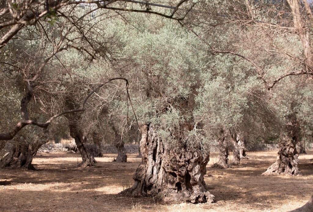 Wassermangel im Sommer ist auf Mallorca nichts Neues. (Archivfoto) - Foto: Clara Margais/dpa