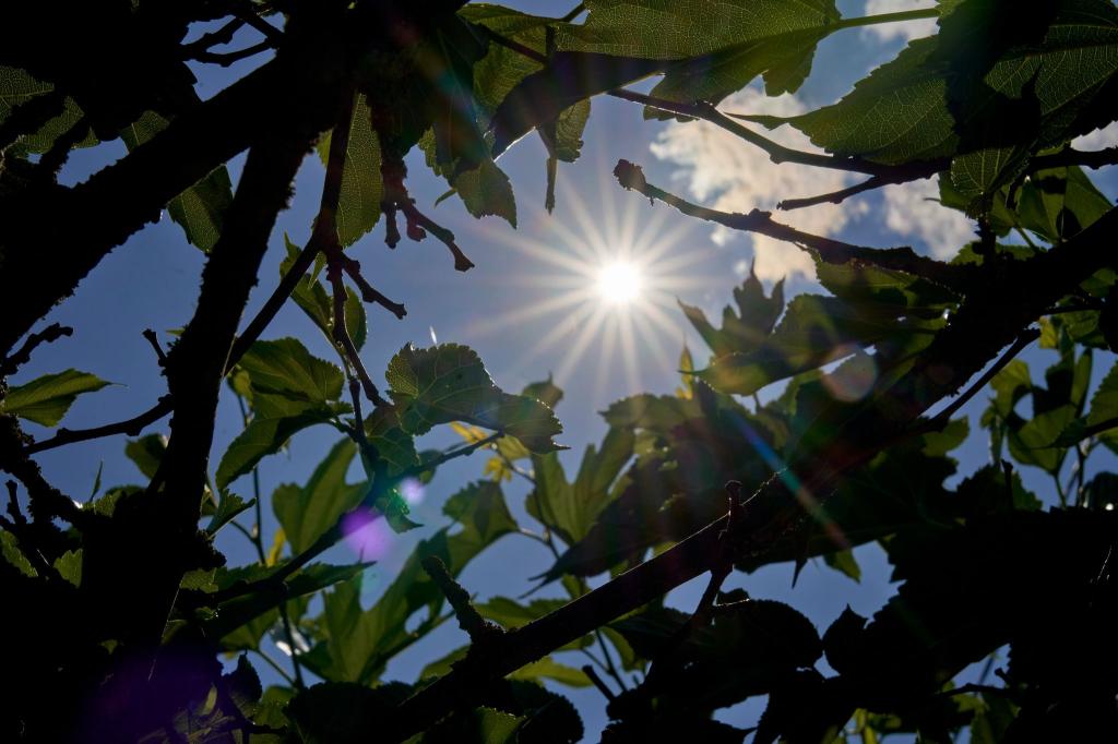 Über Temperaturen um die 30 Grad kann sich vor allem der Süden in den kommenden Tagen freuen. (Archivbild) - Foto: Sascha Ditscher/dpa